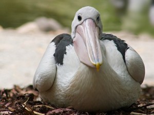 f_peternijenhuis_pelican